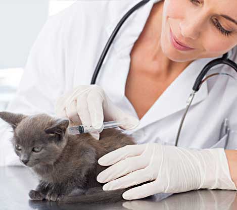 Vacunación de Gatos