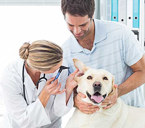 Salud Canina
